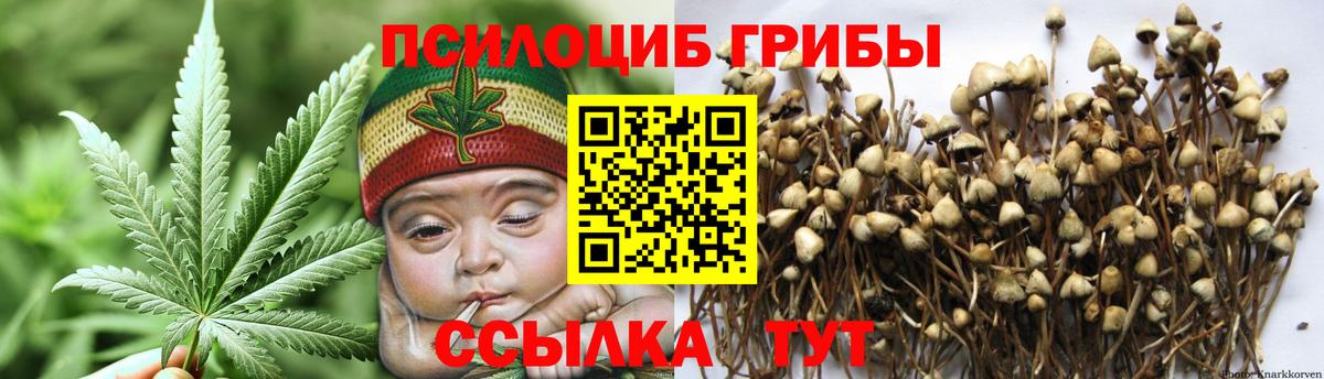 Псилоцибиновые грибы Psilocybe Новозыбков