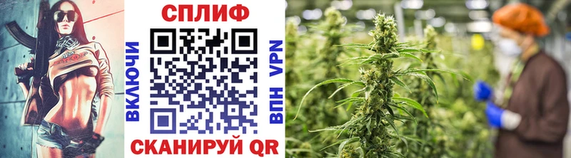 Шишки марихуана конопля продажа наркотиков Новозыбков